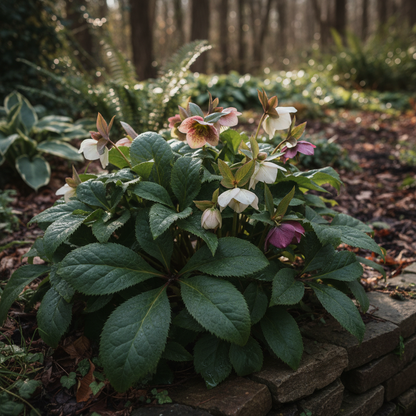 Helleborus Orientalis Seeds - Hellebore Flower Seeds for Garden
