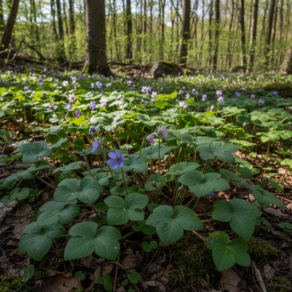 Hepatica Nobilis Flower Seeds for Garden Planting