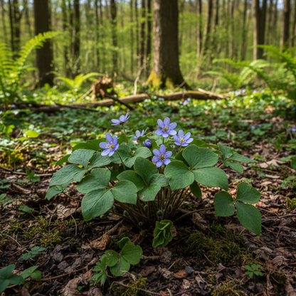 Hepatica Nobilis Flower Seeds for Garden Planting