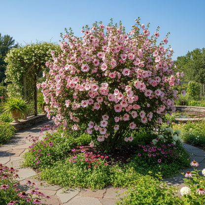 Hibiscus Mutabilis Double Pink Flower Seeds for Planting