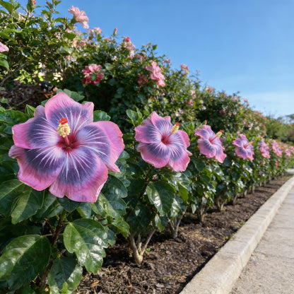 Rare Semi Blue-White Cream Hibiscus Flower Seeds for Planting