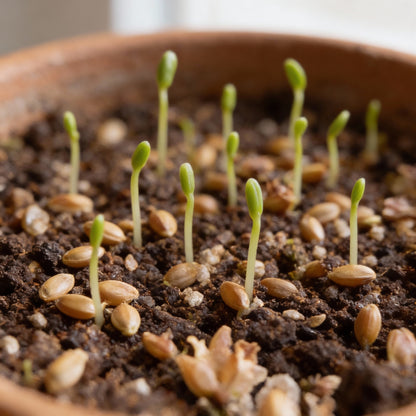 Blush Pink Lavender Seeds for Garden Planting