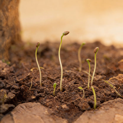 Coleus Flower Seeds for Planting Vibrant Foliage for Gardens Containers