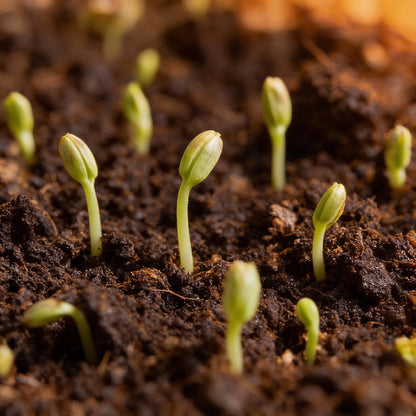 Pure White Lavender Seeds for Garden Planting