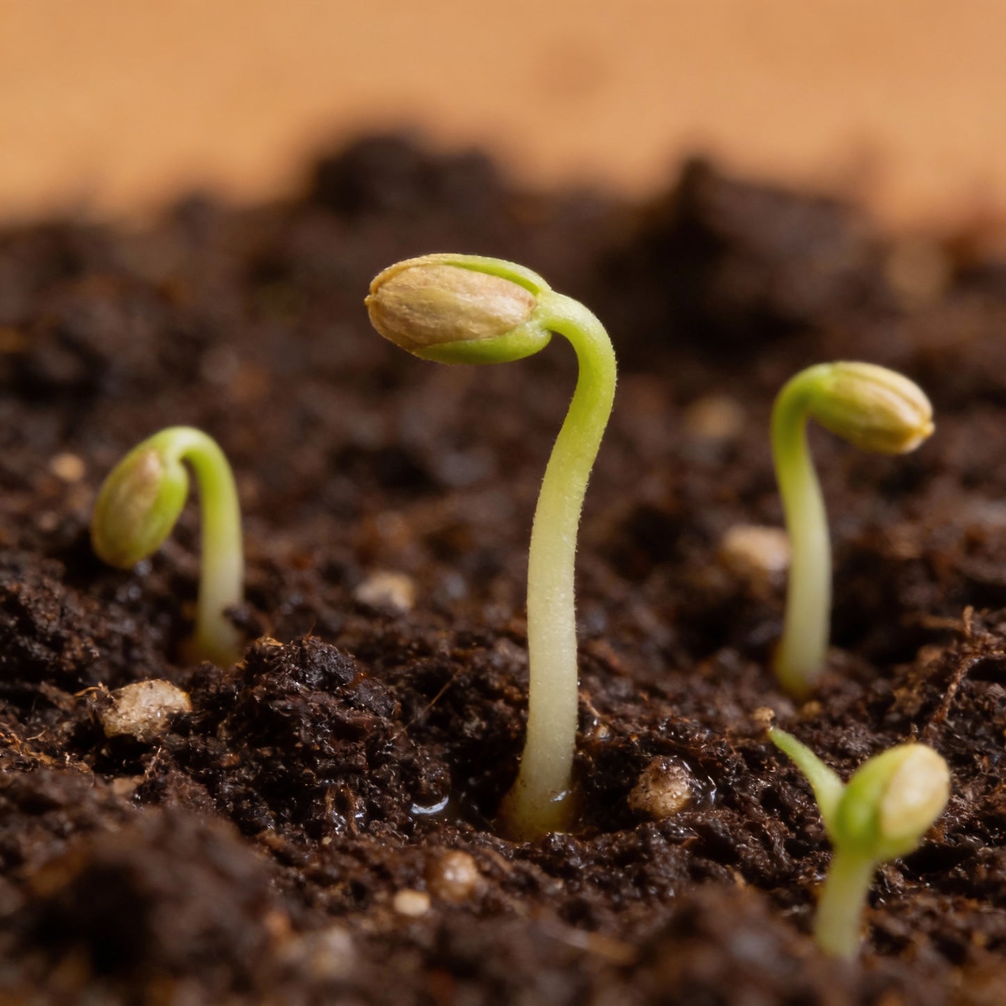 Peach Cosmos Flower Seeds for Garden Planting