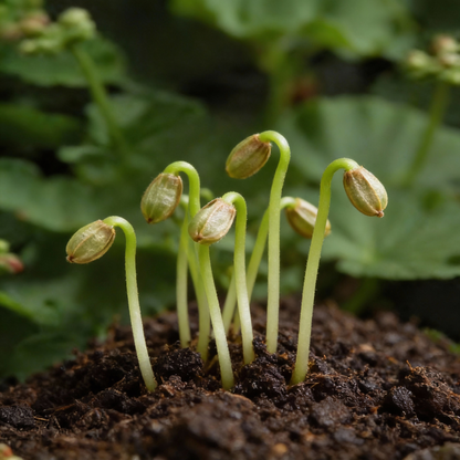 Orange Geranium Flower Seeds for Garden Planting
