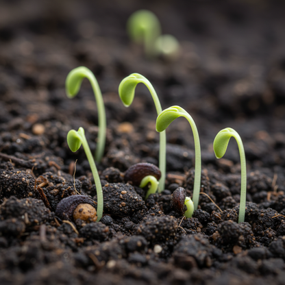Mexican Tarragon Seeds for Garden Planting