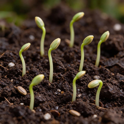 White Dahlia Flower Seeds for Garden Planting