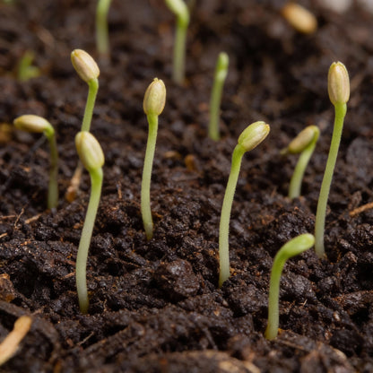 Orange Hemerocallis Daylily Flower Seeds for Garden Planting