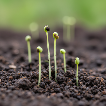 Epicorium Angustifolium Fireweed Seeds for Garden Planting