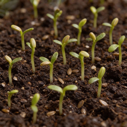 Lemon Yellow Petunia Flower Seeds for Garden Planting