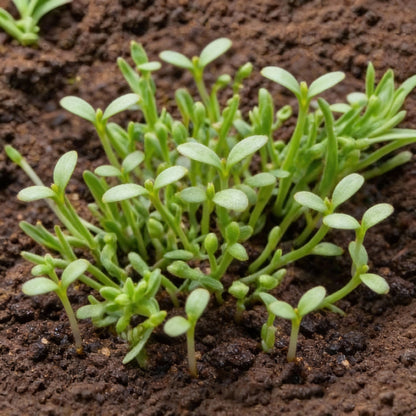 Mixed Osteospermum Flower Seeds for Garden Planting