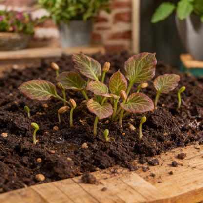 Patriot Hosta Seeds for Garden Planting