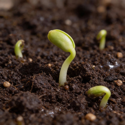 Northern Magnolia Tree Seeds for Garden Planting
