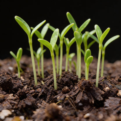 Purple Coneflower Seeds Echinacea for Garden Planting