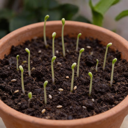 Chuxay Garden Mix Streptocarpus Seeds for Garden Planting