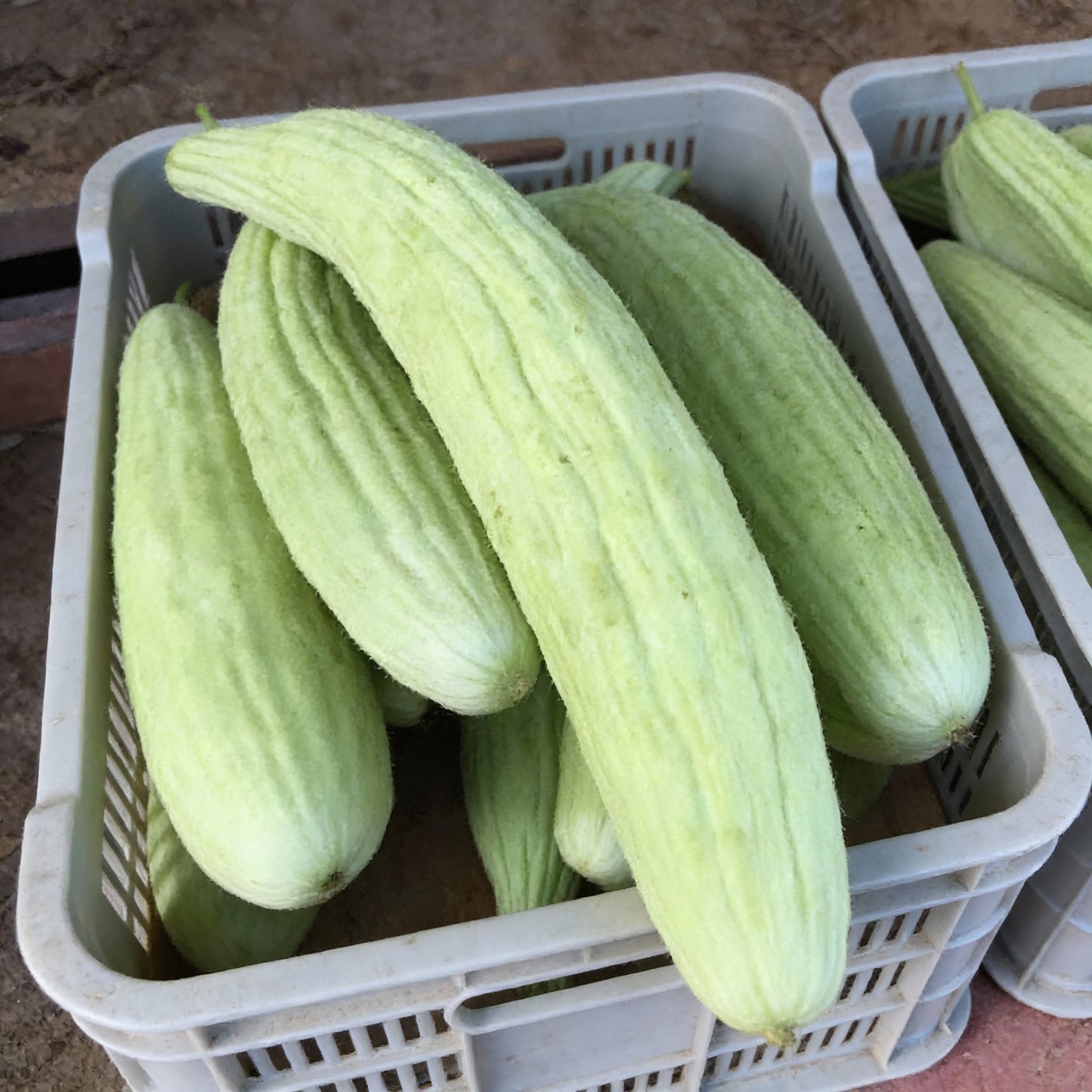 Armenian Cucumber Seeds for Planting