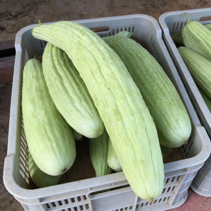 Armenian Cucumber Seeds for Planting