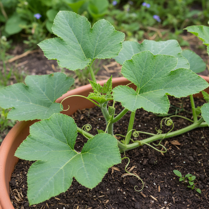 Winter Squash Spaghetti Seeds – Heirloom Vegetable for Home Gardening