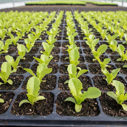 Lettuce Matrioska Split Pills Seeds – Premium Quality Vegetable Seeds