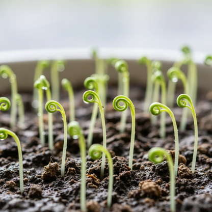 Mustard Chirimen Hakarashi Seeds - Mustard Greens Seeds for Home Garden