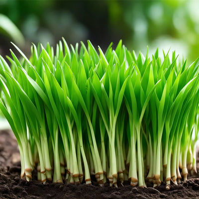 pandan-seeds-for-planting-pandanus-amaryllifolius