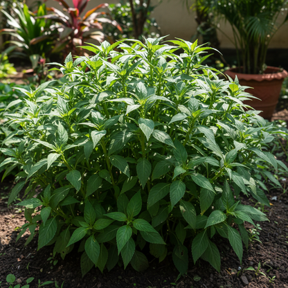 Balsam Single Desi Flower Seeds for Garden Planting