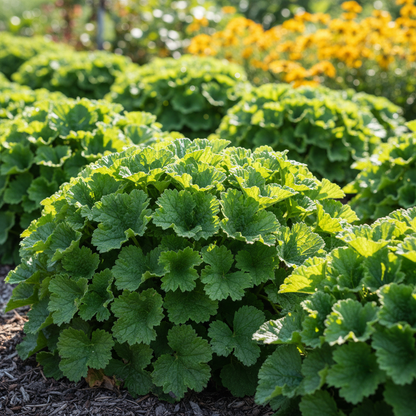 Geum Flora Plena Blazing Sunset Flower Seeds