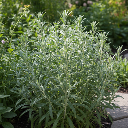 Helichrysum Bracteatum Mixed Flower Seeds for Garden Planting