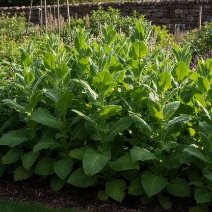 Nicotiana Langsdorfii Bronze Queen Flower Seeds
