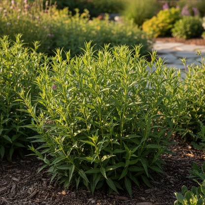 Penstemon Barbatus Twizzle Coral Seeds for Garden Planting
