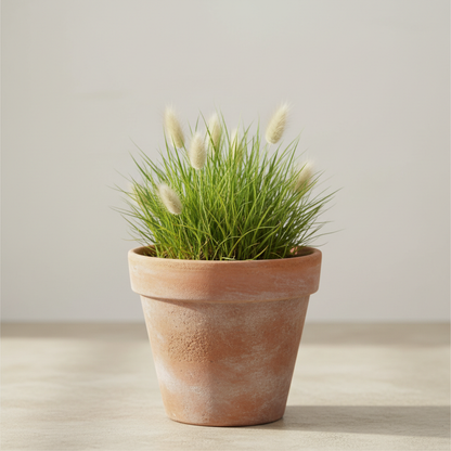 Charming Bunny Tails Flower Seeds – Soft Ornamental Grass for Elegant Garden Decor