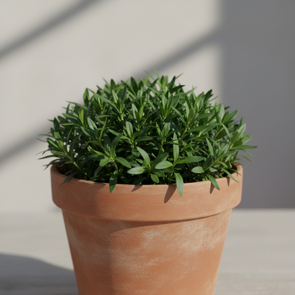Candytuft White Flower Seeds for Garden Planting