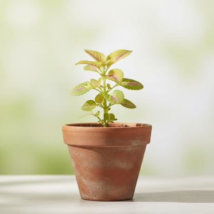 Coleus Flower Seeds for Garden Planting