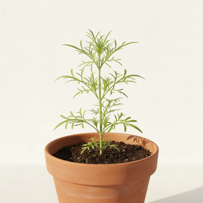 Cosmos Bipinnatus Flower Seeds for Garden Planting