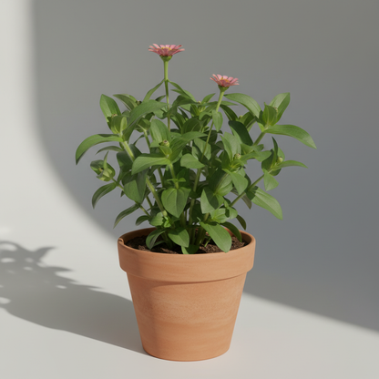 Zinnia Zahara Rose Flower Seeds for Garden Planting