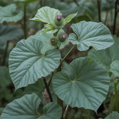 Burdock Arctium Lappa Seeds - Heirloom Burdock Seeds for Home Garden