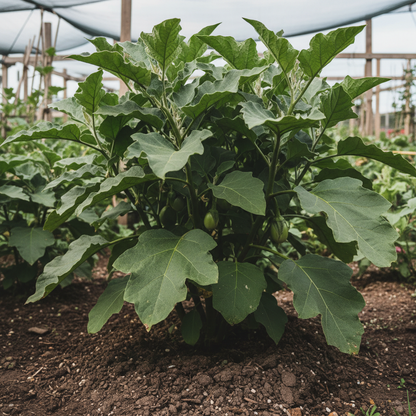 Green Eggplant Seeds – Heirloom Open-Pollinated Vegetable Seeds