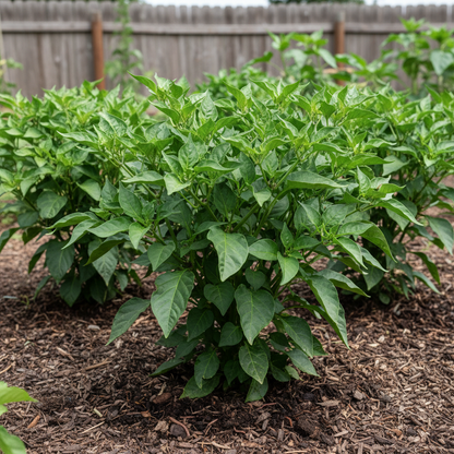 White Chili Pepper Seeds – Unique & Spicy Heirloom Peppers