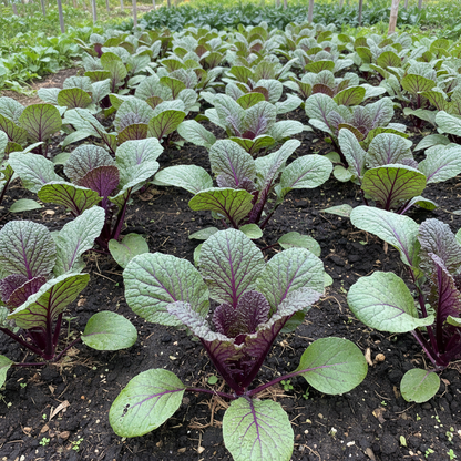 Purple Chinese Cabbage Seeds – Heirloom Non-GMO Leafy Vegetable