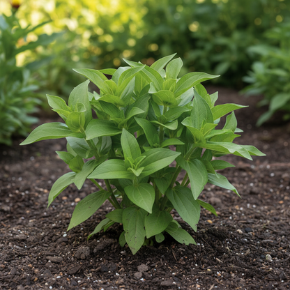 Zinnia Orange King Flower Seeds for Planting