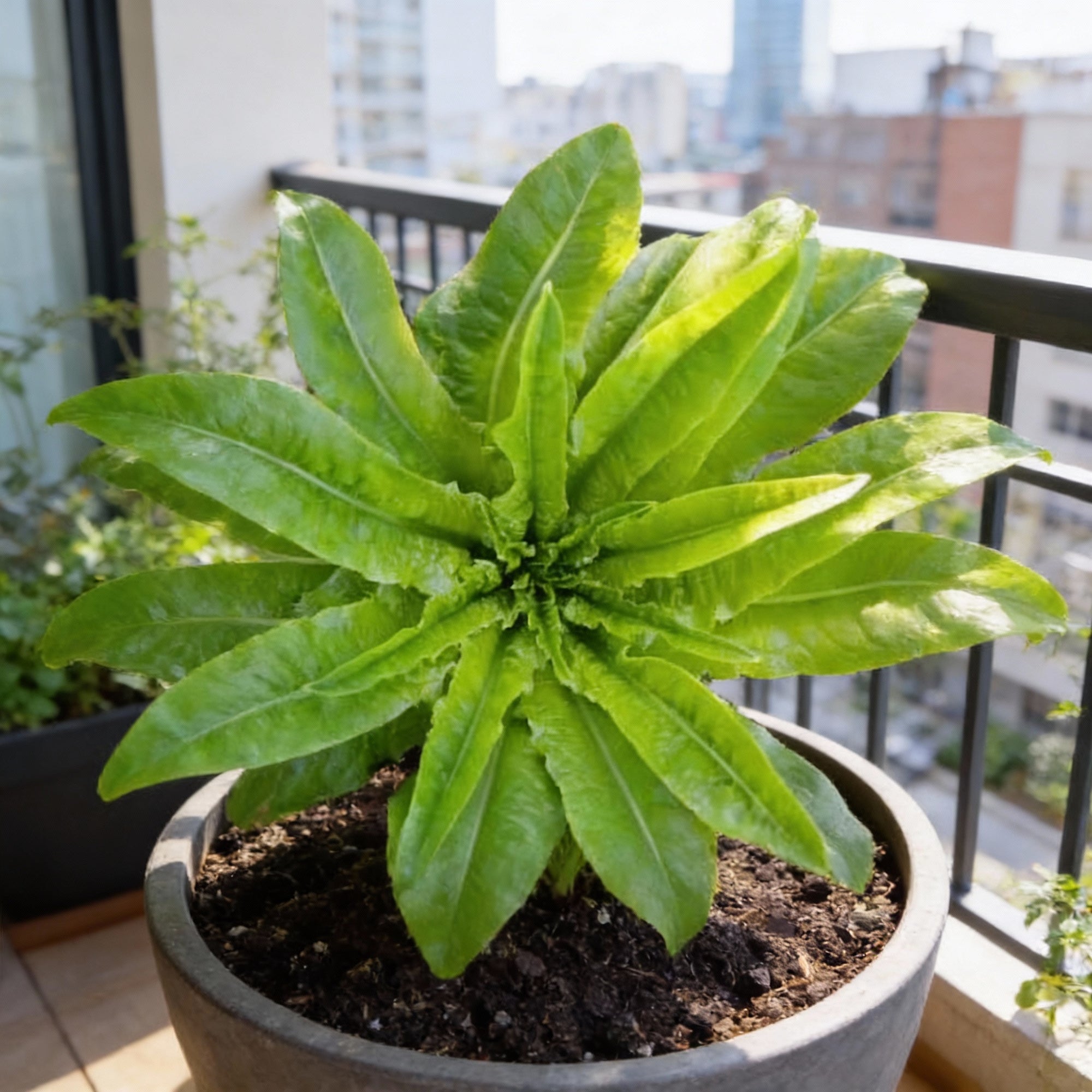 strela-green-lettuce-seeds-crisp-tender-green-leaves-for-home-gardens