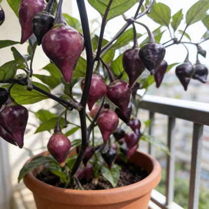 Pepper Pink Biquinho Seeds