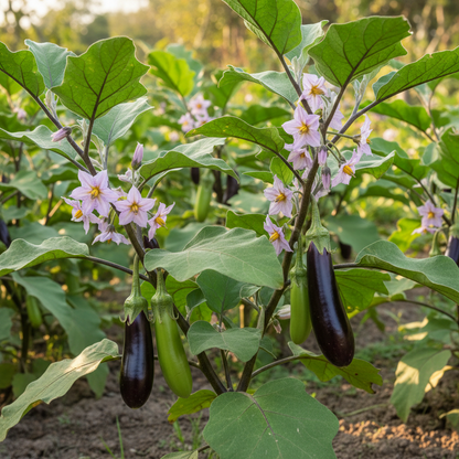 Eggplant Togo Seeds - Eggplant Seeds for Home Garden