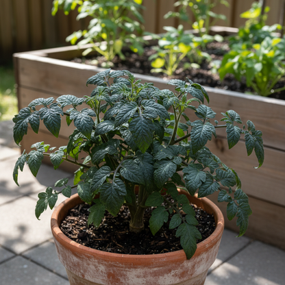 Tomato Dwarf Beryl Beauty Seeds – Compact High-Yield Tomato Seeds