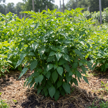 Chilli Bido Tacana Yellow Seeds - Chilli Pepper Seeds for Home Garden
