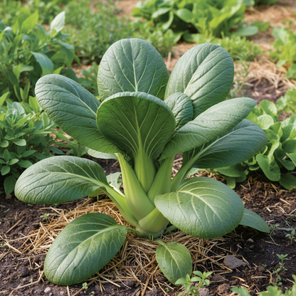 Pak Choi Da Cheong Chae F1 Seeds - Pak Choi Seeds for Home Garden
