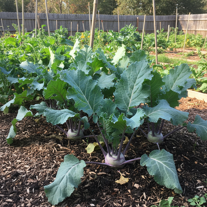 Kohl Rabi Purple Vienna Seeds - Kohl Rabi Seeds for Home Garden