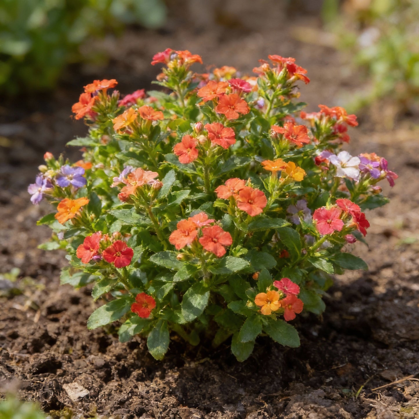 Impatiens Lollipop Mix F1 Flower Seeds for Garden Planting