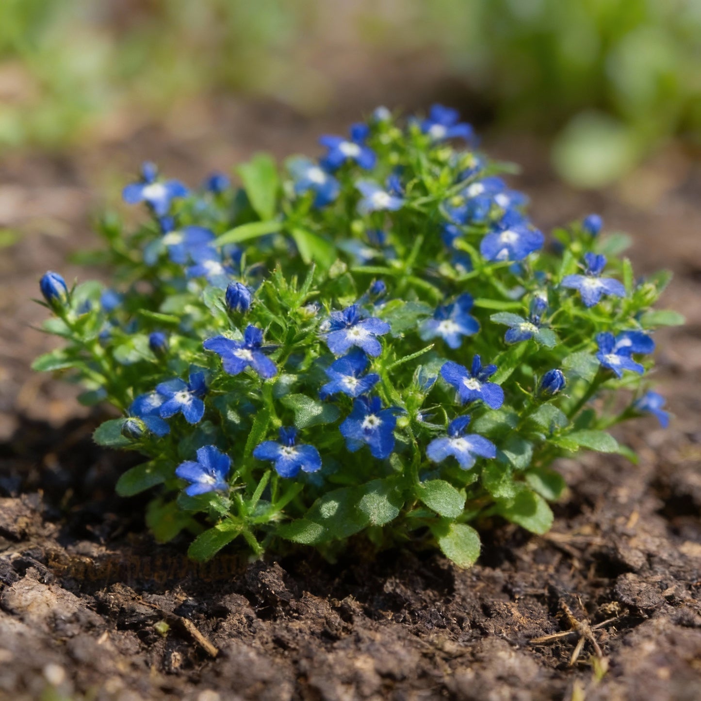 Lobelia Cobalt Blue Seeds for Garden Planting